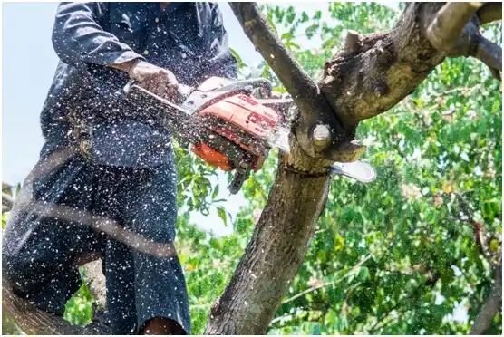 tree services Loon Lake